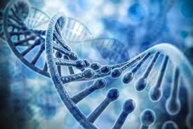  75 per cent of human genome is junk DNA: Study 