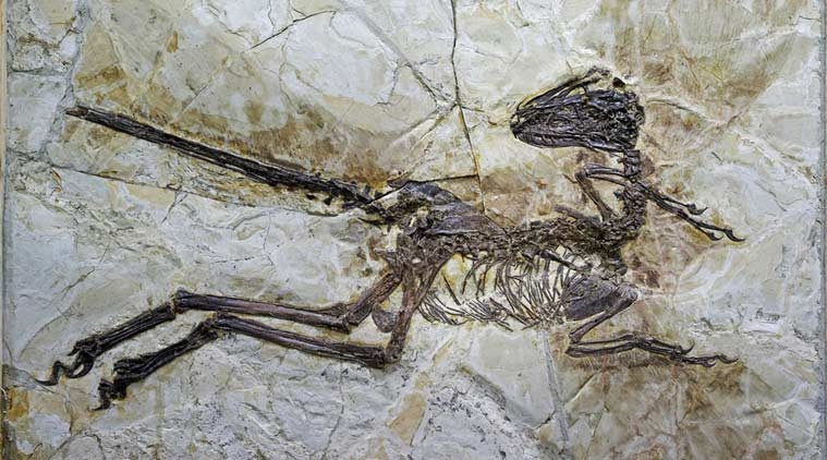  New bird-like species of dinosaur identified 