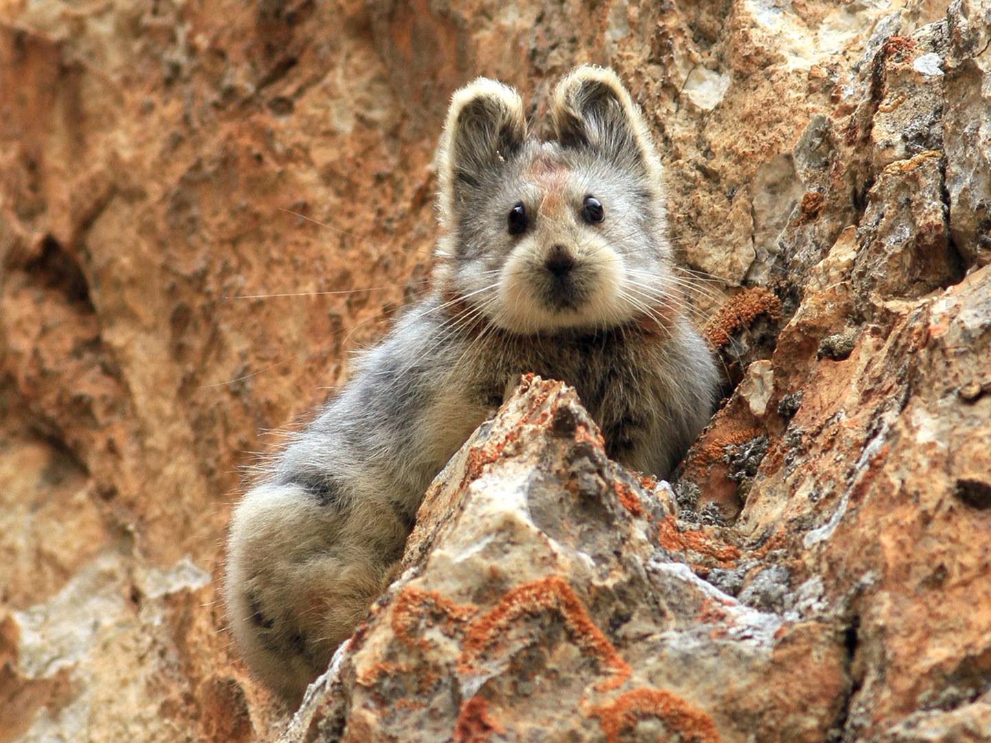  One of world s rarest animal species born in Australia 