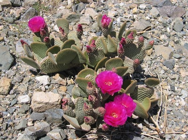  Mass cactus bloom attracts thousands to US desert 