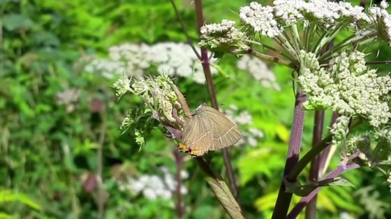  Rare butterfly spotted in Scotland after 133 years 