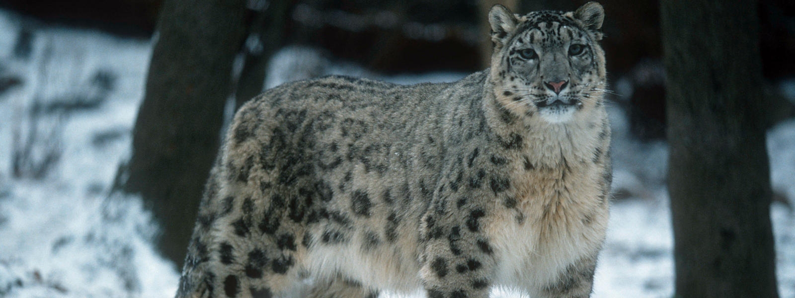  New global status for snow leopard will help conservation: Experts 