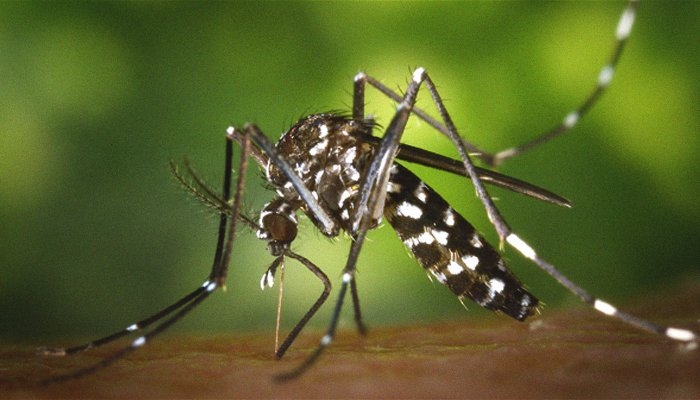  Two new cases of mosquito-borne chikungunya virus near Rome testo 