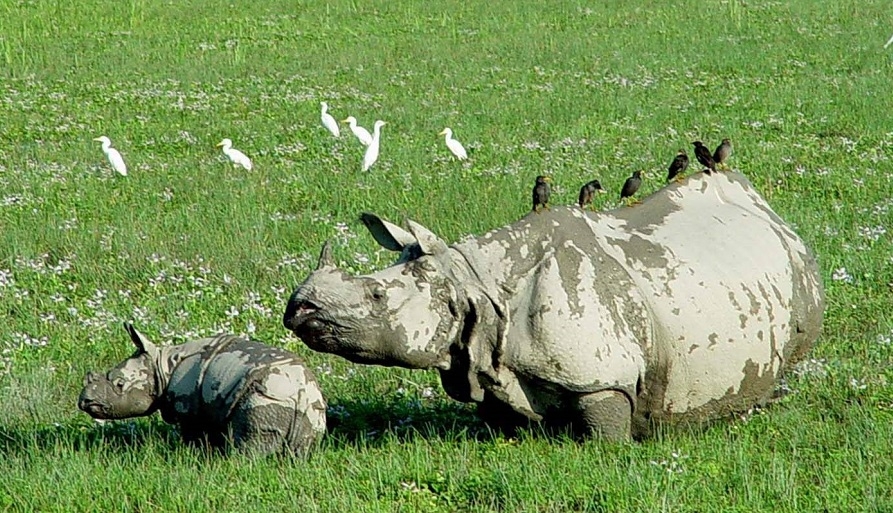 Jaldapara, an abode of the one-horned rhino