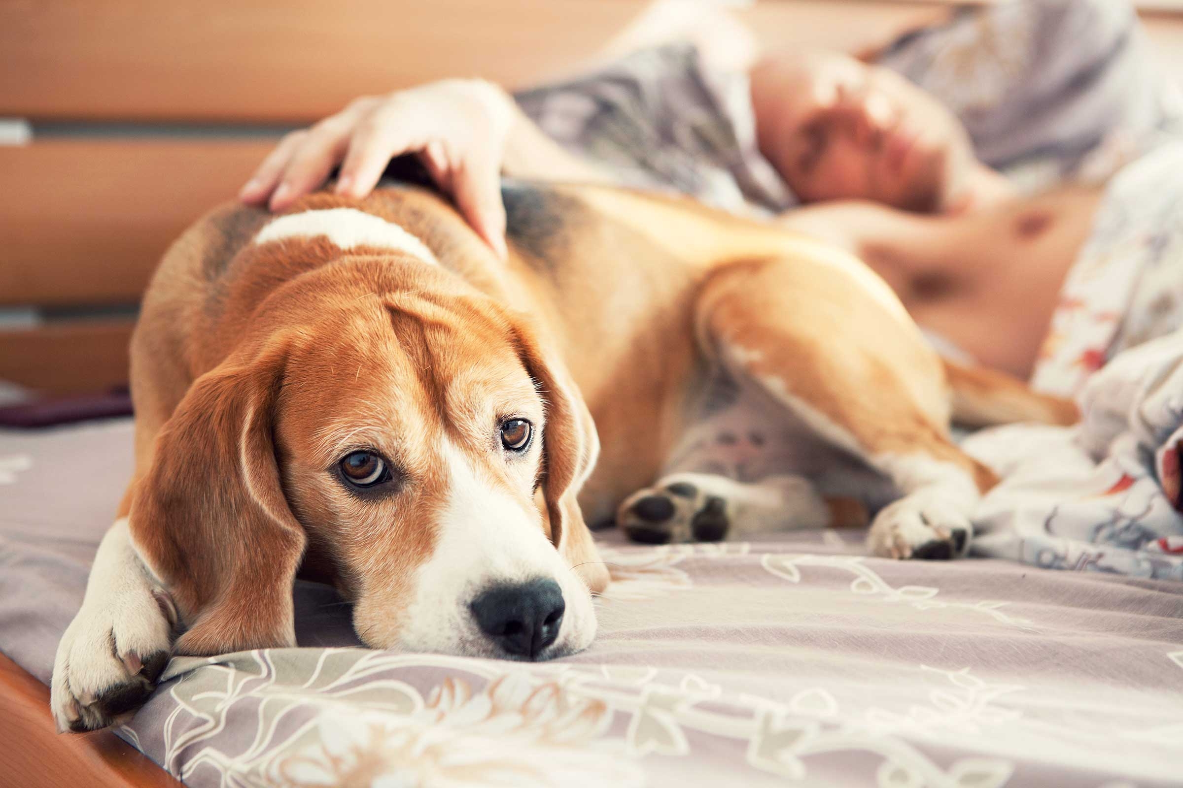 Why have dogs as a pet?