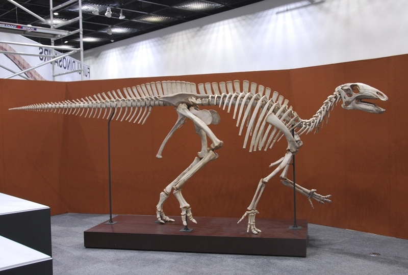  Fossil of Thailand s biggest ever dinosaur found 