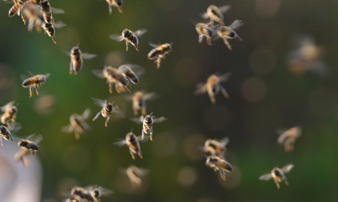  Bees sting four children in Manipur, three die 