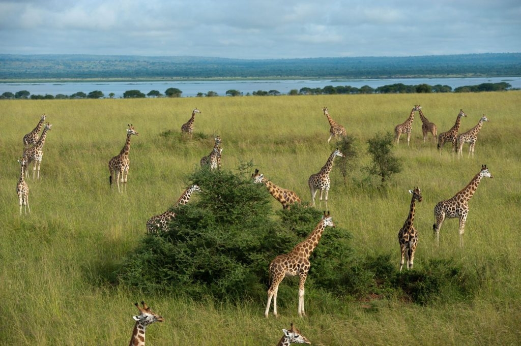  66 giraffes flown from Africa to China 