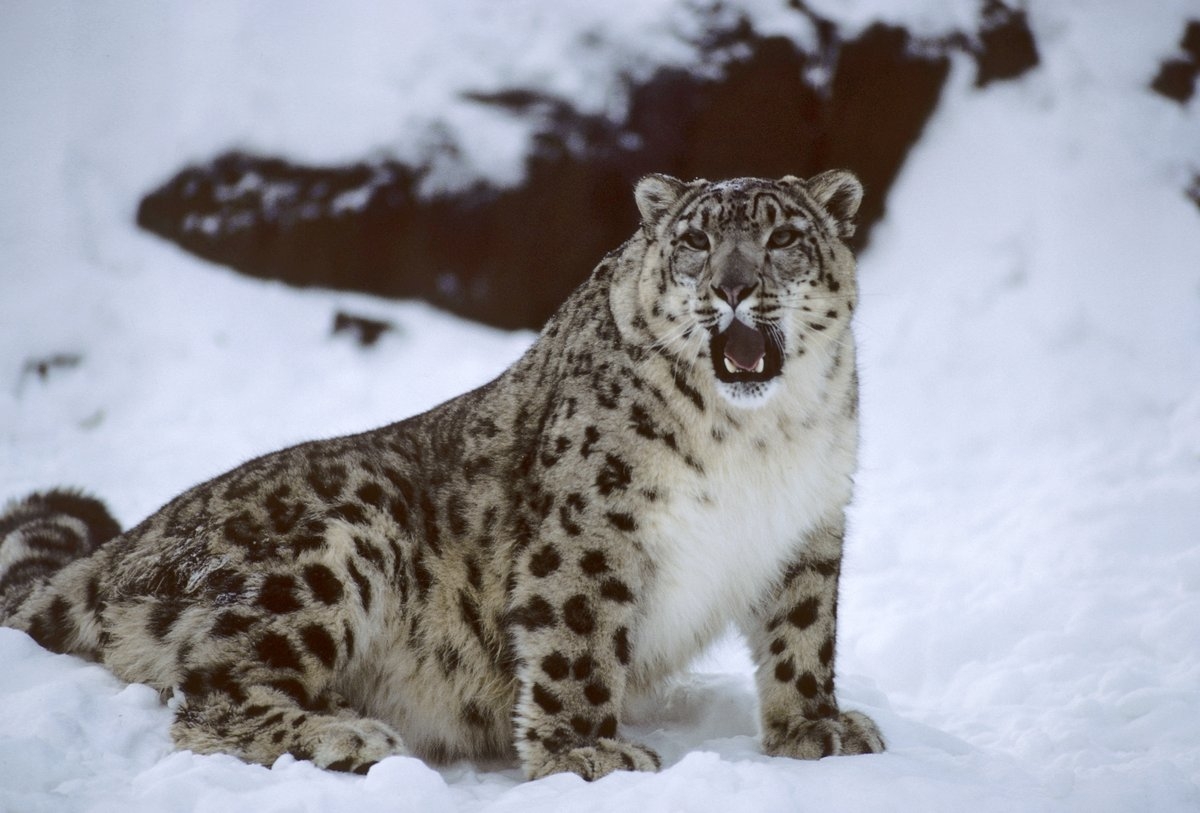 Only 4000 left, snow leopards need our help. Let's unite to end illegal poaching & trafficking , Lets protect Big Cat -  Snow Leopard Day 