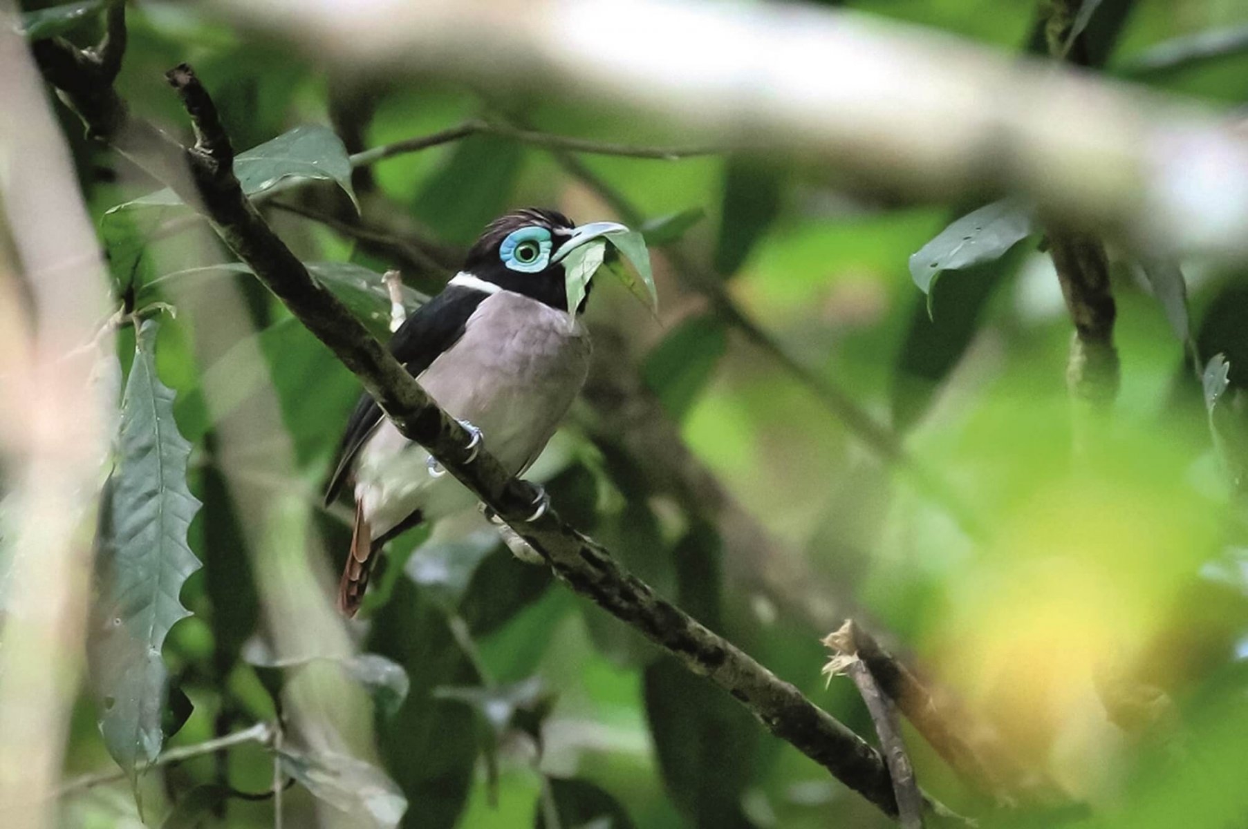  Three groups join hands for bird awareness across globe 