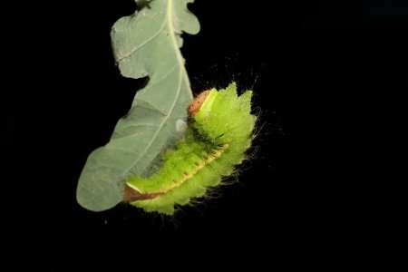  Researchers explore repairing spinal cords with silk 