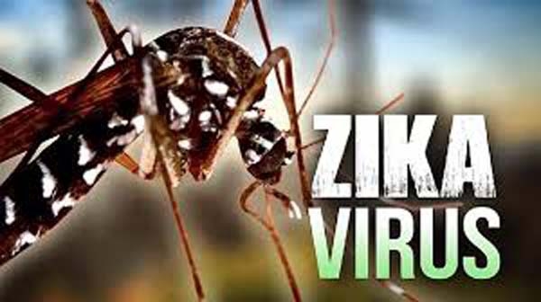  Decoded: How Zika virus infects developing brain 