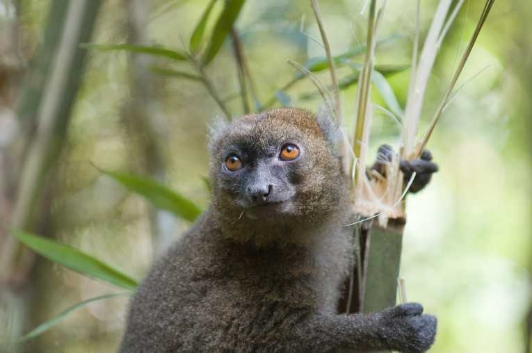  Climate change threatens endangered bamboo lemurs 