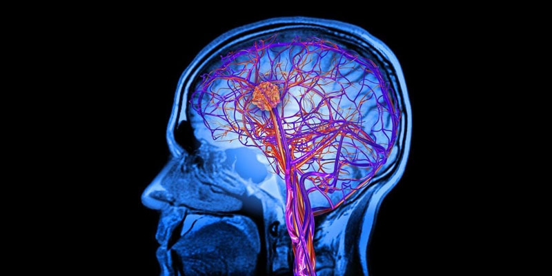  Human brains not as exceptional as thought: Study 