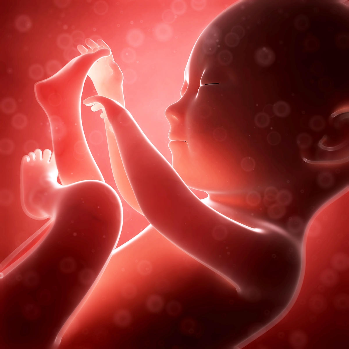  Late preterm birth may up heart risk in adulthood 