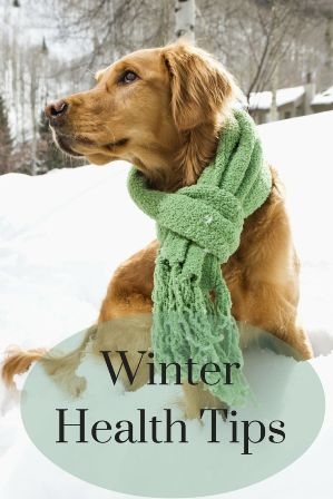 Just Right by Purina Provides Winter Health Tips for Dog Owners